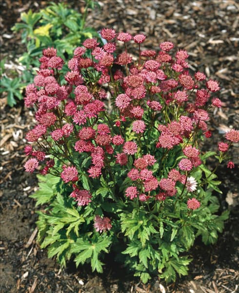 Astrantia major Hadspen Blood