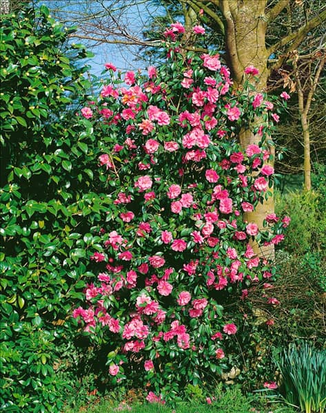 Camellia x williamsii Donation