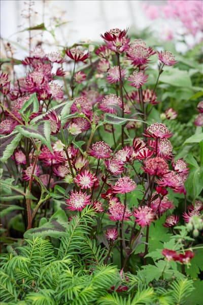 Astrantia major