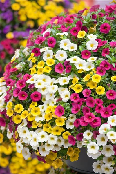 Calibrachoa Celebration ® Sansibar