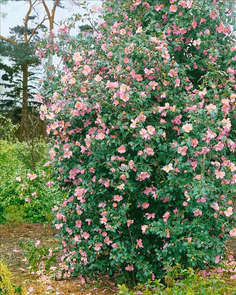 Camellia x williamsii