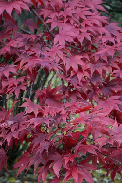 Acer palmatum Atropurpureum