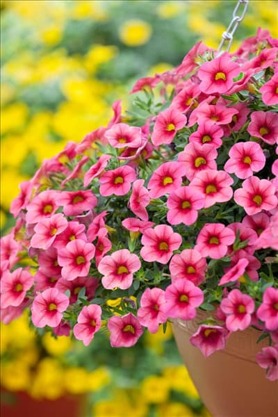 Calibrachoa Celebration ® Strawberry