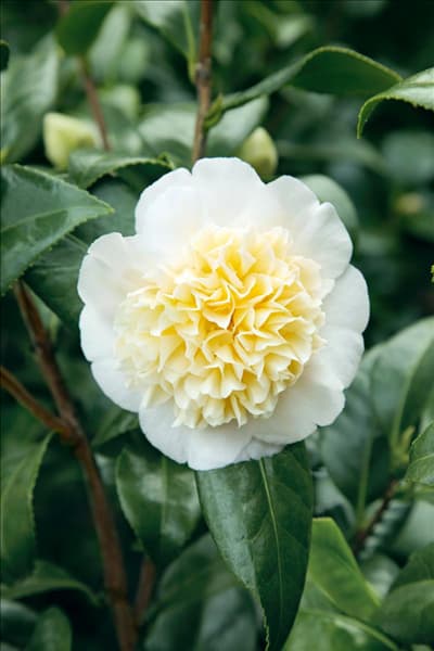 Camellia x williamsii Jury's Yellow