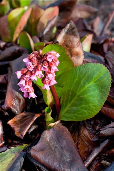 Bergenia Dickerchen