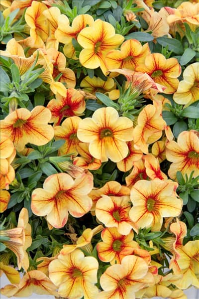 Calibrachoa Celebration ® Peach Cobbler