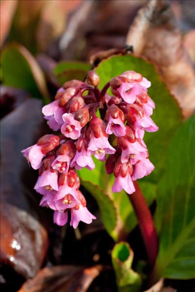 Bergenia Dickerchen