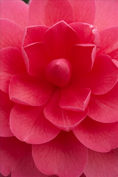 Camellia x williamsii Jean Claris