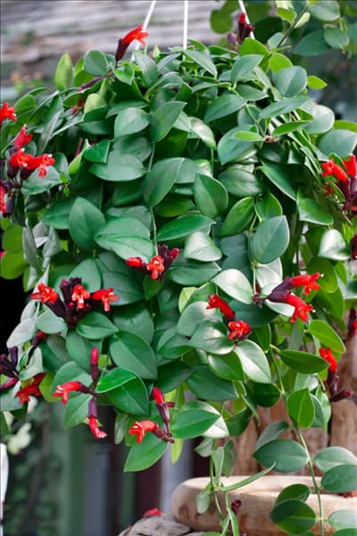 Aeschynanthus radicans