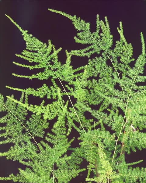 ASPARAGUS PLUMOSUS