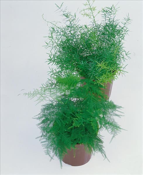 ASPARAGUS SETACEUS / MIX