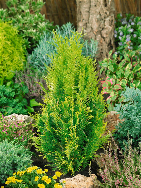 Chamaecyparis lawsoniana 'Alumigold'