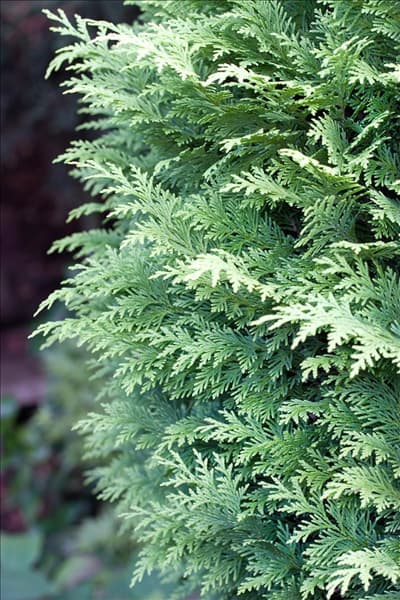 Chamaecyparis lawsoniana Alumigold
