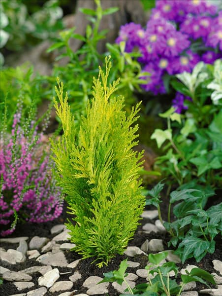 Chamaecyparis lawsoniana Alumigold