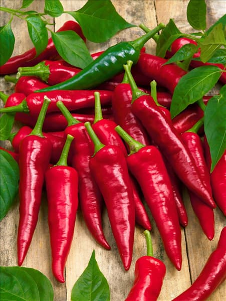 Paprika / Capsicum annuum Hodoninska