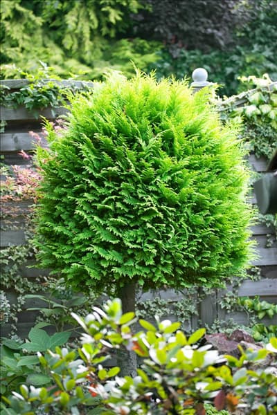 Chamaecyparis lawsoniana Alumigold
