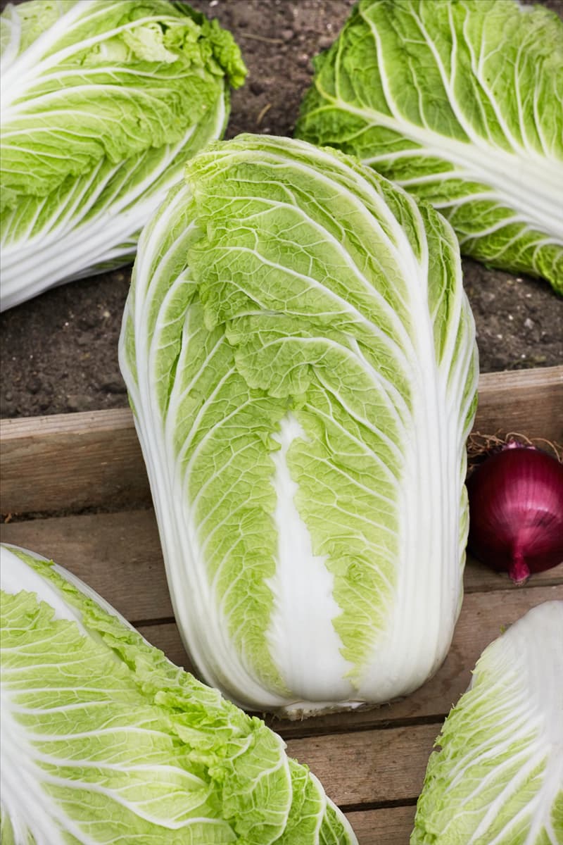 Brassica rapa subsp. pekinensis Bilko