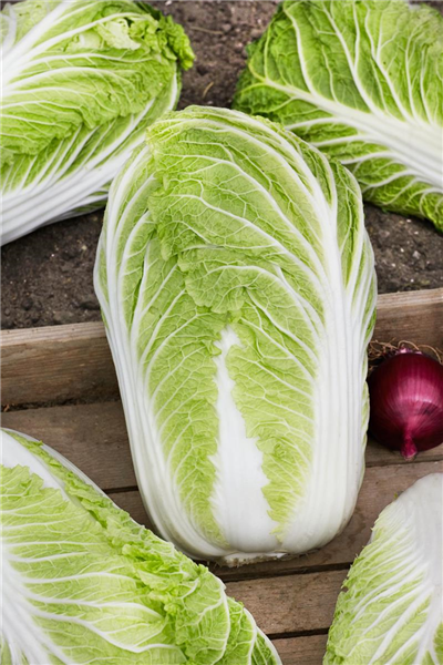 Brassica rapa subsp. pekinensis Bilko