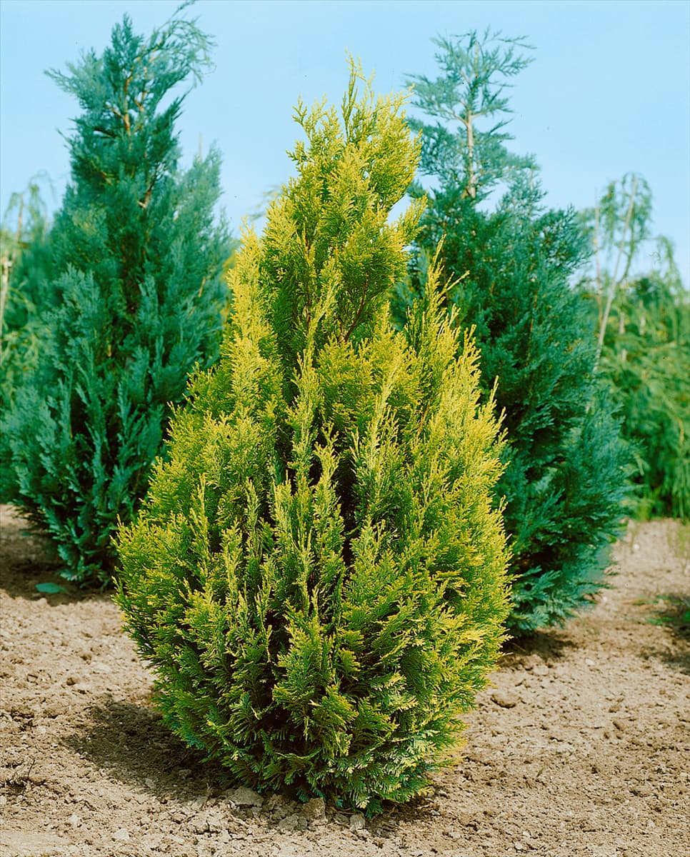 Chamaecyparis lawsoniana Alumigold