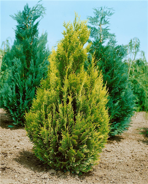 Chamaecyparis lawsoniana Alumigold