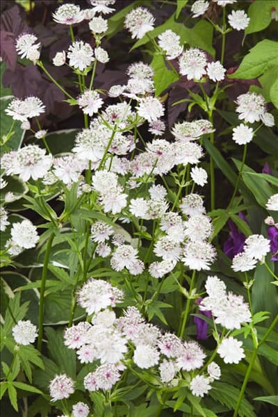 Astrantia major