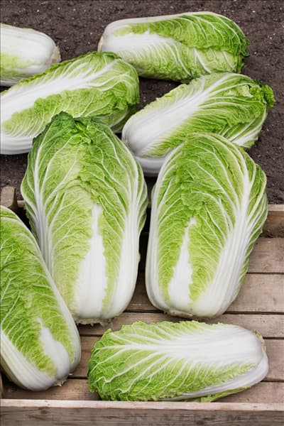 Brassica rapa subsp. pekinensis Bilko