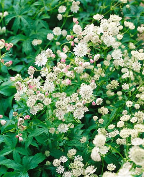 Astrantia major Alba