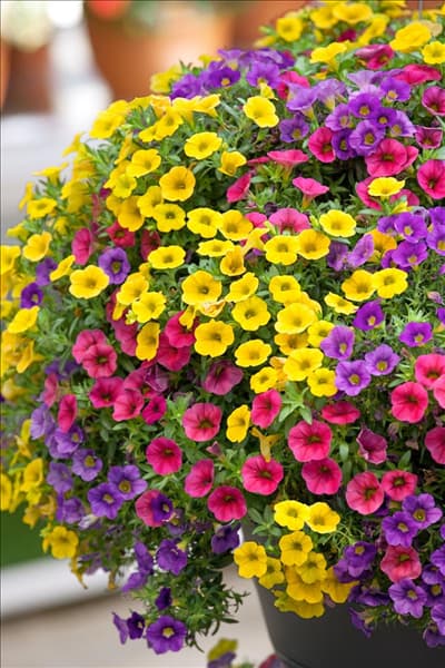 Calibrachoa Celebration ® Karneval ®