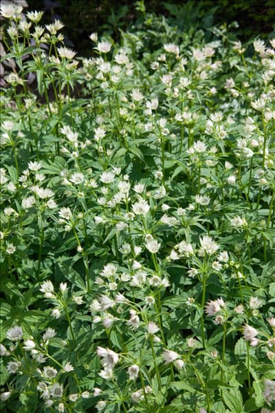 Astrantia major