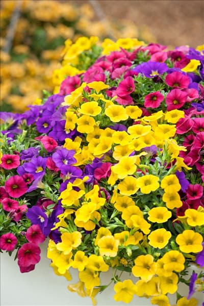Calibrachoa Celebration ® Karneval 2.0