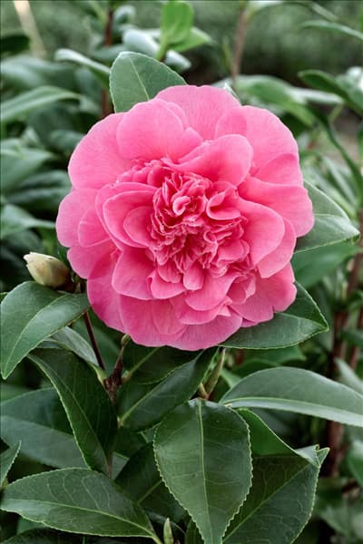 Camellia x williamsii Debbie