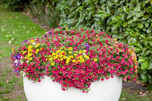 Calibrachoa Celebration ® Karneval ®