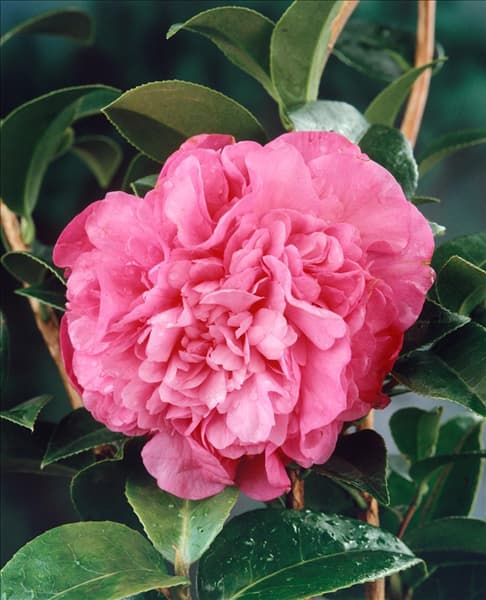 Camellia x williamsii Debbie
