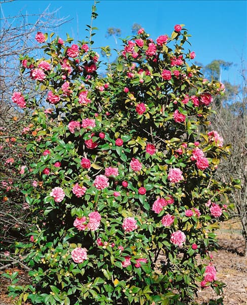 Camellia x williamsii Debbie