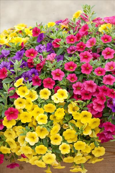 Calibrachoa Celebration ® Karneval ®