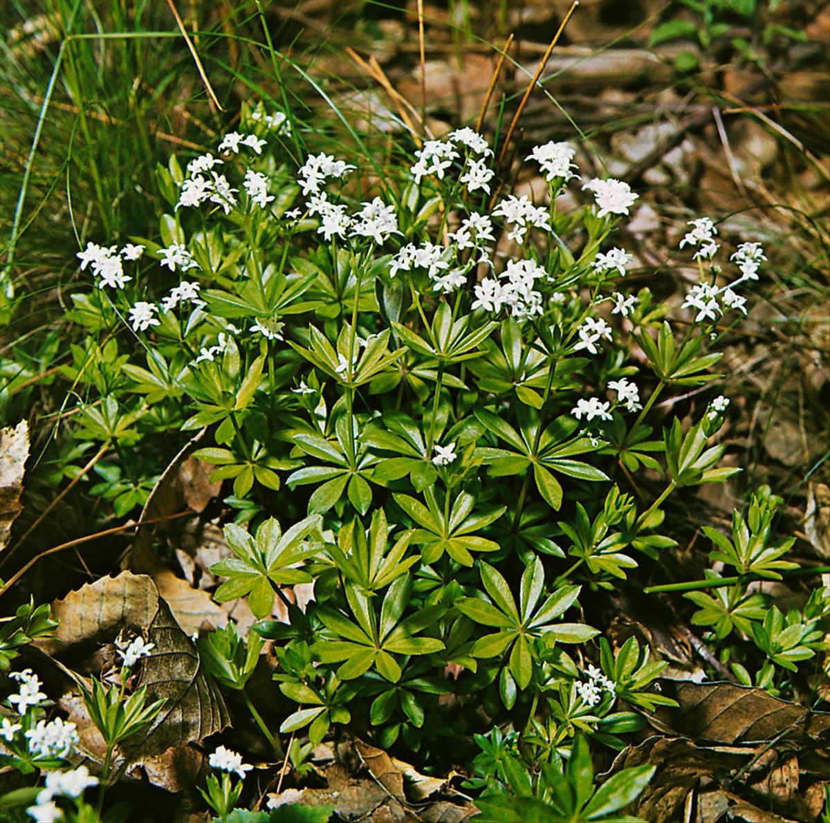 ASPERULA ODORATA