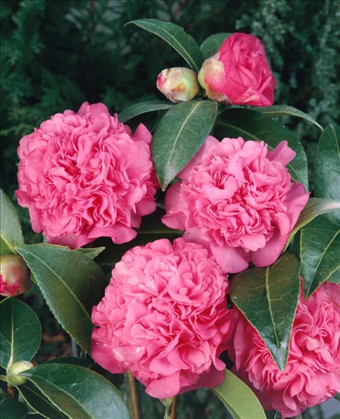 Camellia x williamsii Debbie
