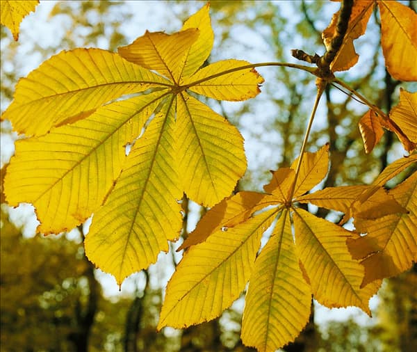 Aesculus hippocastanum