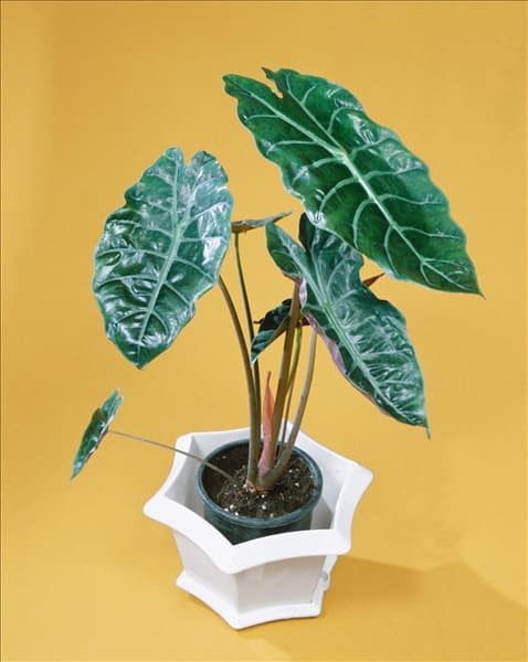 ALOCASIA