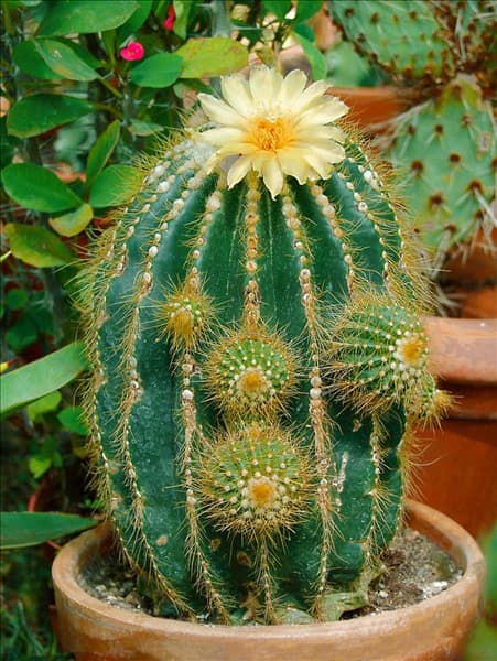 Astrophytum