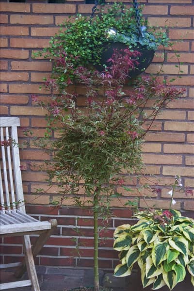 Acer palmatum Beni-komachi / Hochstamm