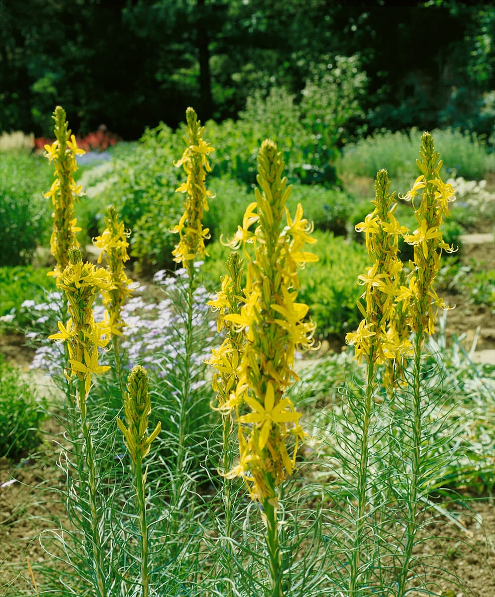 ASPHODELINE LUTEA