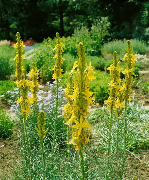ASPHODELINE LUTEA
