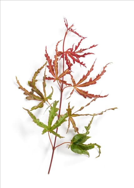 Acer palmatum Beni-komachi
