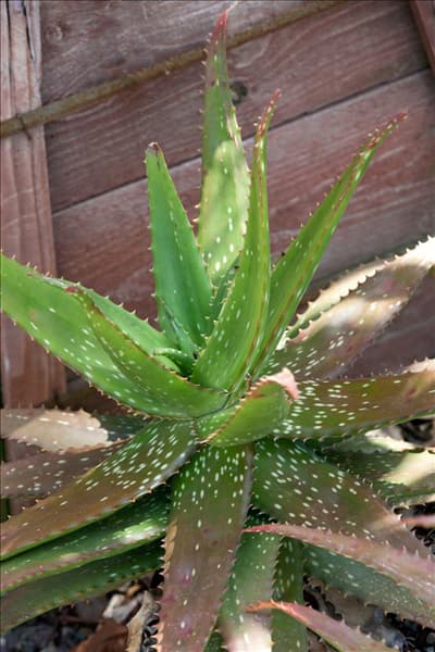 Aloe Cynthia Giddi