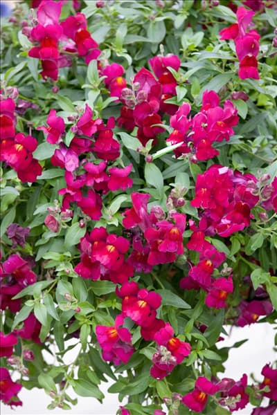 Antirrhinum Candy Showers Deep Purple