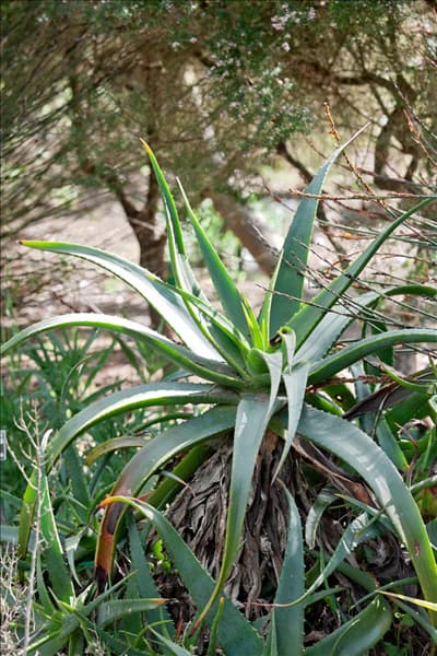 Aloe arborescens