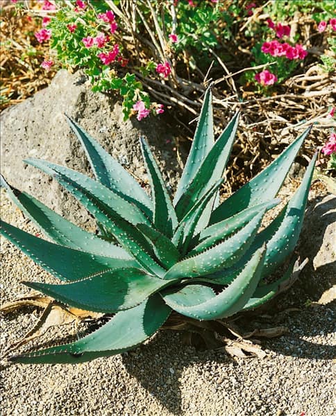 Aloe aculeata
