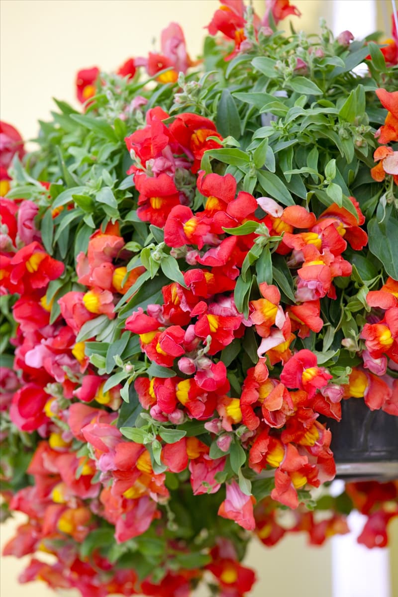 Antirrhinum Candy Showers Orange