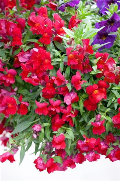 Antirrhinum Candy Showers Red